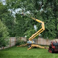 Best Tree Cabling and Bracing  in Lake Cherokee, TX