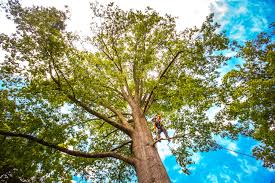 Best Arborist Consultation Services  in Lake Cherokee, TX