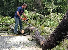 Best Hazardous Tree Removal  in Lake Cherokee, TX