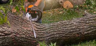 Best Firewood Processing and Delivery  in Lake Cherokee, TX