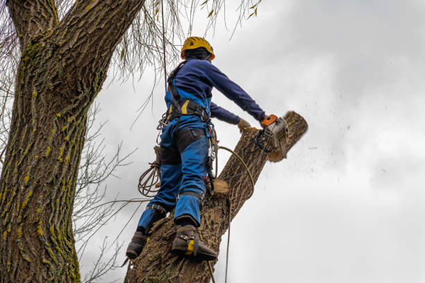 Best Tree Disease Treatment  in Lake Cherokee, TX