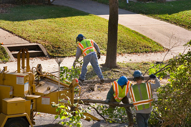 How Our Tree Care Process Works  in  Lake Cherokee, TX