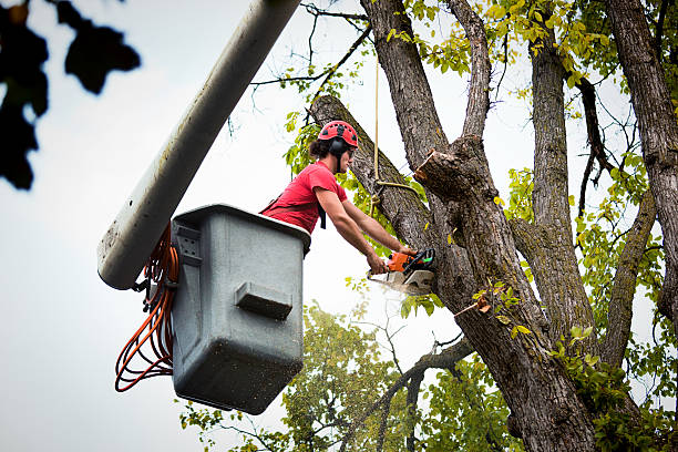 Best Tree Preservation Services  in Lake Cherokee, TX