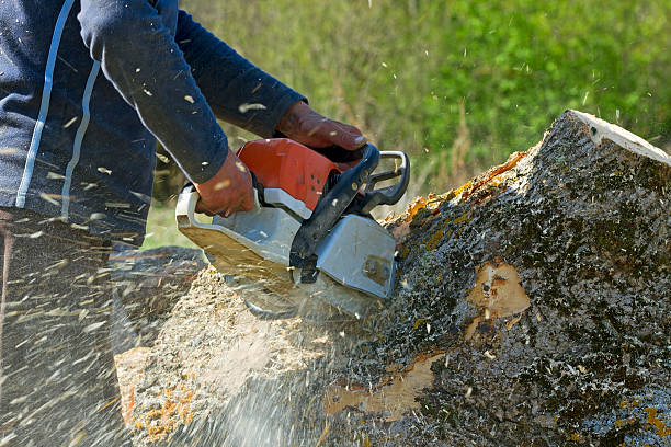  Lake Cherokee, TX Tree Removal Pros