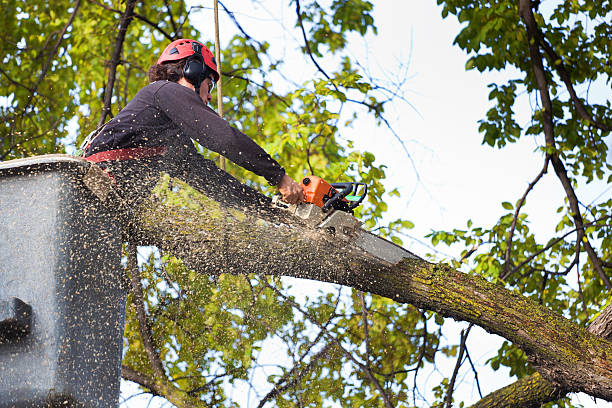 Best Fruit Tree Pruning  in Lake Cherokee, TX