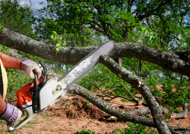 Best Leaf Removal  in Lake Cherokee, TX